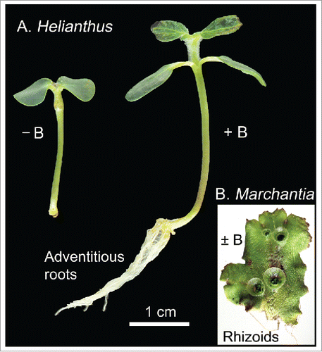 Figure 4. Effect of boric acid (B) on the development of adventitious roots in cuttings from light-grown sunflower (Helianthus annuus) plants. Four-day-old seedlings were de-rooted, placed with the cut end in vermiculite moistened with nutrient solution ( ± B, 0.1 mM), and photographed one week later (A). Using the same nutrient solution ( ± B, 0.1 mM), sterile pieces of the thallus of the liverwort Marchantia polymorpha were incubated on agar-plates. Five weeks later, in both treatments numerous rhizoids had developed on the lower side of the bryophyte (original experiments).