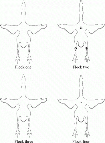 Figure 2.  Field study: ventral view of the distribution of joint and sternal bursa lesions in birds with arthritis at post-mortem of Flock 1 (n=5), Flock 2 (n=5), Flock 3 (n=2) and Flock 4 (n=1). M. synoviae was isolated from the affected joints of birds of Flock 1 (n=1), Flock 2 (n=1) and Flock 3 (n=1). In Flock 4, only reovirus was isolated from the affected joint of one bird. A dot represents an affected hock joint and a square an affected sternal bursa.