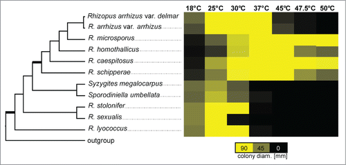 Figure 1. Schematic cladogram of the Rhizopodaceae, modified after Walther et al. 2013.Citation39 Bold branches show considerable bootstrap support (100 %) in the original phylogram which based on ITS sequences. The second part displays growth at different temperatures after 48 h. Maximum diameter possible for a colony is 90.00 mm, equal to the size of a petridish. The mean diameter was determined by 3 biological replicates, each with 3 technical replicates.