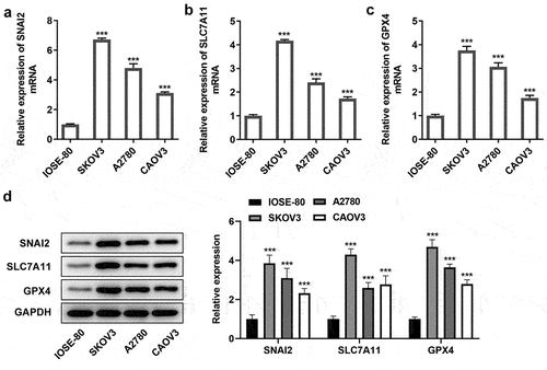 Figure 1. The expression level of SNAI2, SCL7A11 and GPX4 in ovarian cancer. The expression level of SNAI2, SLC7A11 and GPX4 in human normal ovarian cell line IOSE-80 and multiple ovarian cancer cells (SKOV3, A2780 and CAOV3) were detected using (a-c) qRT-PCR and (d) Western blot, respectively. ***p < 0.001 vs IOSE-80.