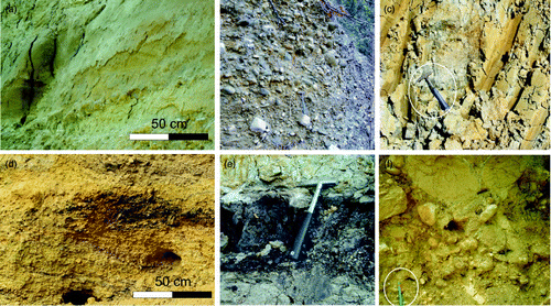 Figure 3. Sedimentary facies of the study area deposits. (a) fluvial sand with subordinate silt of V1; (b) fluvial gravels with abundant sandy matrix (V1); (c) muddy floodplain deposits of V2fla; (d) fluvial, cross-stratified gravel of V2flb unit; (e) organic-rich deposits of V2pl palustrine deposits; and (f) alluvial-fan gravel of unit V2af.