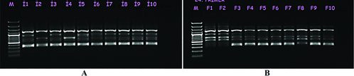 Figure 2. RAPD profiles of selected 10 genotypes in Erzurum–Ispir (A) and Antalya–Finike (B) populations obtained by using OPA04 primer. (M: 100-bp standard marker)