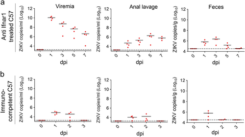 Fig. 2 ZIKV is shed into the feces of infected immunocompetent micea–b 3–4-week-old C57 mice were pretreated with anti-Ifnar1 antibody (a) or mock-treated (b) for 12 h and then infected with ZIKV (GZ01 strain, 106 PFU/mouse) by the i.p. route. ZIKV RNA copies in the blood, anal lavage and feces at the indicated times were quantified by qRT-PCR (n = 4 per group)