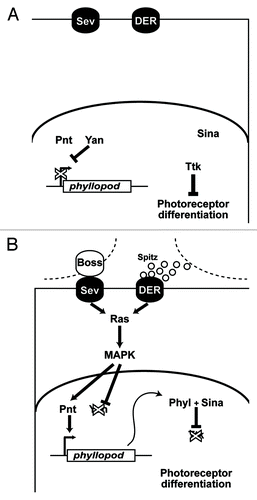 Figure 2. Details of the RTK transduction pathway. (A) In the absence of ligands the RTKs (Sev and DER) are inactive. The phyllopod gene is not transcribed and Ttk acts as a transcriptional repressor in the cells, and the photoreceptor fate is blocked. (B) In the presence of ligand, RTK transduction occurs via Ras leading to MAPK phosphorylation and translocation to the nucleus where it promotes phyl transcription. The resulting Phyl protein recruits the Sina E3-ubiquitin ligase to poly-ubiquitinate Ttk,Citation16,Citation17 thereby targeting it for degradation, and releasing the block on photoreceptor differentiation.