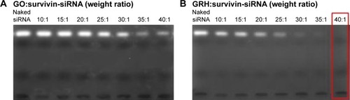 Figure 6 Agarose gel retardation assay of survivin-siRNA complexed with GO (A) and GRH (B).