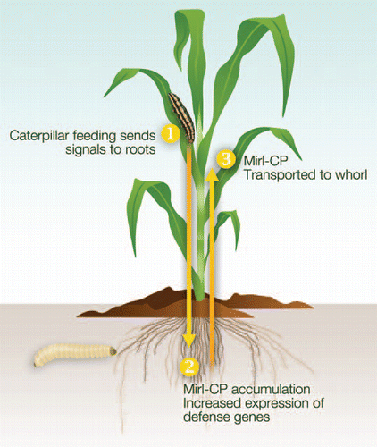 Figure 1 The proposed model of aboveground to belowground defense signaling in the maize inbred Mp708. Caterpillar feeding in the whorl (1) sends a currently unidentified signal through the vascular system to the roots, where Mir1-CP and possibly other defense gene products accumulate (2) and protect plants against root feeding herbivores. The roots (3) serve as a potential source of Mir1-CP that can be translocated back to the whorl in response to caterpillar feeding. Drawing by Nick Sloff.
