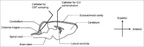 Figure 1. Schematic diagram of animal experiments in rat brain. The diagram outlines the brain structure and indicates the position of indwelling catheters used for ICV administration and CSF sampling. IgG and Inulin were co-administered into the lateral ventricle. CSF was collected from the cisterna magna, in which CSF accumulates.