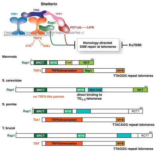 Figure 1 Mammalian Rap1 resembles yeast and trypanosome Rap1. Top: The mammalian shelterin complex and its role in repressing HDR at chromosome ends. Bottom: Schematic representation of the conserved protein motifs of Rap1 and its TRF2-like partners in the indicated organisms. MYB indicates regions with a MYB sequence. Myb-fold indicates a motif that lacks sequence similarity to the MYB sequence but has a similar fold. The cyan boxes in Rap1 of S. pombe and T. brucei indicate that while these proteins have sequence similarity to the Myb-fold of S. cerevisiae, their structure has not been determined. It is not known whether Rap1 of S. pombe and T. brucei have an RCT domain but the C-terminus of T. brucei Rap1 is not required for its interaction with its TRF interacting partner.