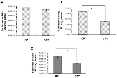 Figure 6 Transfection efficiency of chitosan-linked polyethylenimine/DNA and chitosan/polyethylenimine/peptide/DNA (pGL3 control) complexes in (A) HepG2 cells, (B) A549 cells, and (C) HeLa cells.Note: *P < 0.05.Abbreviations: CP, chitosan-linked polyethylenimine; CPT, chitosan/polyethylenimine/peptide complex; RLU, relative light unit.
