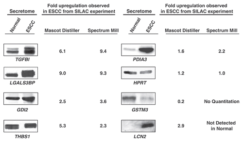 Figure 4 Western blot validation for selected proteins identified in the ESCC secretome. Pooled conditioned media from different ESCC cell lines and normal cell line was tested for expression of the indicated proteins using commercially available antibodies.