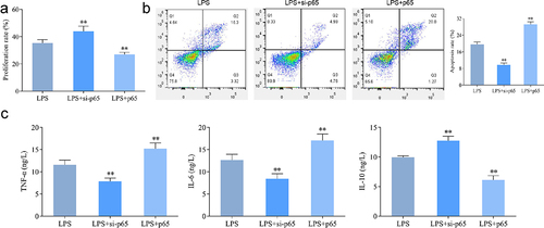 Figure 6. Effect of intervention of p65 expression on the proliferation of hPDLSCs and inflammatory factors after LPS induction. a: CCK8 assay for proliferation of hPDLSCs; b: Flow assay for apoptosis of hPDLSCs. c: ELISA for TNF-α, IL-6 and IL-10 levels in the supernatant of hPDLSCs. hPDLSCs, human periodontal ligament stem cells. **P < 0.01 vs. LPS group.