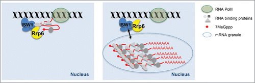 Figure 1. Non-exclusive models for sub-optimal mRNP nuclear retention by ISW1 in yeast. ISW1 retains export-incompetent mRNPs in proximity to the transcription site via interactions with protein components of the mRNPs but also via direct protein-RNA interactions. These interactions could occur during transcription while transcripts are still attached to Pol II (left) and/or post-transcriptionally, in nuclear «retention dots» that may represent RNA granules (right).