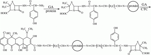 Figure 2.  Preparation procedure of the bi-hapten conjugates by coupling amoxicillin and chlortetracycline to carrier in turn.