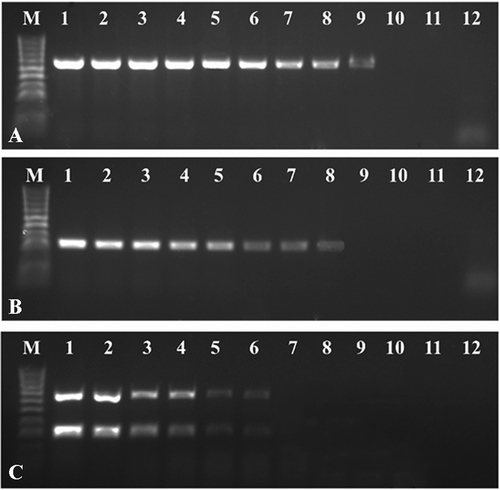 Fig. 2 Comparison of the sensitivities of uniplex and mRT-PCR assays for the detection of Tomato yellow ring virus (TYRV) and Tomato spotted wilt virus (TSWV). The uniplex and mRT-PCR assays were performed using total RNA isolated from a Solanum lycopersicum plants previously confirmed to be co-infected with both viruses and TY2/TS1 primer pairs. Fragments of 666 bp and 328 bp of TYRV and TSWV were amplified from 10-fold dilutions of total RNA starting at 100 ng μL−1. The figure depicting the electrophoretic separation of (a) RT-PCR TYRV products, (b) RT-PCR TSWV products and (c) mRT-PCR products. M – HyperLadder™ 100bp (Bioline). Lanes 1–11 – 10-fold dilutions of total RNAs, 12 – negative control.