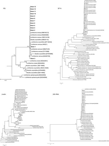 Figure 3 Phylogenetic trees showing the relationship of the 13 strains (highlighted in bold) and L. ramosa CBS124198 to closely related species, inferred from ITS (602 nucleotide positions), EF1α gene (544 nucleotide positions), β-actin gene (441 nucleotide positions) and 28S rRNA gene (639 nucleotide positions) sequence data by the neighbor-joining method and rooted using Fennellomyces linderi (GQ249890), Pilobolus umbonatus (AF157277), dichotomocladium robustum (EU826396) and Paecilomyces lilacinus (AY213717), respectively. The scale bars indicate the estimated number of substitutions per 20, 100, 50 and 10 bases, respectively. Numbers at nodes indicated levels of bootstrap support calculated from 1000 trees. All names and accession numbers are given as cited in the GenBank database.
