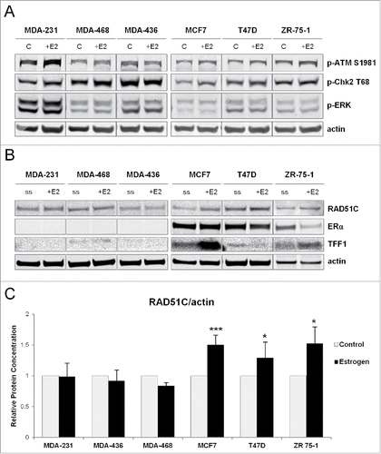 Figure 1. ERα regulates RAD51C expression in an estrogen dependent manner. (A) MDA-MB-231, −468, −436, MCF7, T47D and ZR 75-1 cells were grown in phenol red-free media with 10% charcoal-stripped FBS for 3 d and either serum starved or treated with estrogen for 30 min as indicated. Lysates were generatedCitation67 and the indicated proteins were detected by immunoblot. (B) MDA-MB-231, −468, −436, MCF7, T47D and ZR 75-1 cells were grown in phenol red-free media with 10% charcoal-stripped FBS for 3 d and either serum starved or treated with 10nM estrogen for 24 hr as indicated. Lysates were generated as described in “Materials and Methods” and the indicated proteins were detected by immunoblot. (C) Quantification of RAD51C protein levels normalized to actin from (B) was performed using Odyssey Image Studio Version 4.0 and graphed using Excel.