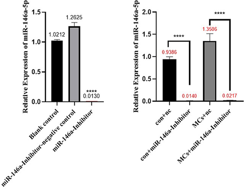 Figure 8 Hsa-miR-146a-5p inhibitor transfection results. Con+nc: control+miR-146a inhibitor negative control; MCs+nc: MCs+miR-146a inhibitor negative control. ****p < 0.0001.