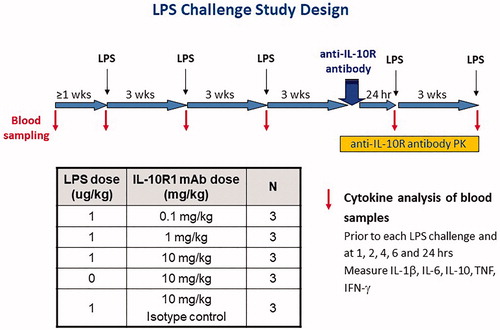 Figure 2. LPS challenge study design. Cynomolgus macaques (n = 3/group) were challenged IV with LPS (1.0 µg/kg) on three occasions – each separated by 3 weeks – to establish a baseline LPS response. After an additional 3 weeks, a fourth LPS challenge was administered 2 h after IV injection of 0.1, 1, or 10 mg/kg of the anti-IL-10R1 mAb PF-05179147, 10 mg/kg of isotype control mAb PF-05186829, or vehicle control. As an additional control, the anti-IL-10R1 mAb was injected IV into animals that were not challenged with LPS. After another 3 weeks, a fifth and final LPS challenge was given to all groups. Serum cytokine concentrations were measured in samples collected just prior to each LPS challenge and 1, 2, 4, 6, and 24 h after each LPS challenge; serum CRP concentrations were assessed just prior to and 24 h after each LPS challenge. The serum concentration of anti-IL-10R1 mAb was measured before and at various timepoints after its injection.