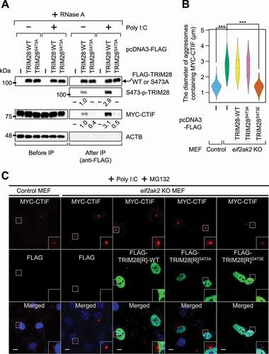 Figure 5. EIF2AK2-mediated S473 phosphorylation of TRIM28 inhibits the formation of aggresomes containing MYC-CTIF. (A) IP of FLAG-TRIM28-WT or FLAG-TRIM28S473A. HEK293T cells transiently expressing MYC-CTIF and FLAG, FLAG-TRIM28-WT, or FLAG-TRIM28S473A were either transfected or not transfected with poly I:C. The cell extracts were digested with RNase A and subjected to IP with FLAG M2 affinity gel; n = 3. (B and C) The impact of EIF2AK2 on aggresome formation. Either WT or eif2ak2 KO MEFs transiently expressing MYC-CTIF and FLAG, FLAG-TRIM28-WT, or its variant were transfected with poly I:C. The cells were treated with MG132 for 12 h before cell fixation; n = 3. (B) The diameter of aggresomes containing MYC-CTIF. Statistical analysis was performed by one-way ANOVA with post hoc Tukey’s honestly significant difference test; ***, P < 0.00001. (C) Immunostaining of MYC-CTIF (red) and FLAG-TRIM28 or its variant (green). Nuclei were stained with DAPI (blue). Scale bar: 10 μm