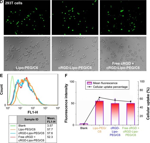 Figure 6 Fluorescence and flow cytometry experiments in HCT116 cells.Notes: (A) Fluorescence microscope images showing the cellular uptake in HCT116 cells. Magnification ×20. (B) Flow cytometry charts showing the cellular uptake in HCT116 cells. (C) Mean fluorescence intensity and cellular uptake percentage as determined by flow cytometry experiments. (D) Fluorescence microscope images showing the cellular uptake in 293T cells. Magnification ×20. (E) Flow cytometry charts showing the cellular uptake in 293T cells. (F) Mean fluorescence intensity and cellular uptake percentage as determined by flow cytometry experiments.Abbreviations: cRGD, cyclic arginylglycylaspartic acid; PEG, polyethylene glycol; Lipo, liposomes; C6, coumarin 6.