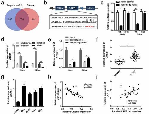 Figure 6. miR-493-5p targets CREB1 in CC cells. (a) The predicted target of miR-493-5p. (b) The predicted binding sites between CREB1 and miR-493-5p. (c) The luciferase activity detected using the luciferase assay. (d) The mRNA expression of CREB1, as detected by PCR. (e) The interactions between CREB1 and miR-493-5p verified using the RNA pull-down assay. (f) The mRNA expression of CREB1 in the clinical samples, as detected by qPCR. (g) The expression of CREB1 in the CC cells, as detected by PCR. (h, i) The correlation between the expression of CREB1 and that of CCAT2 or miR-493-5p, as determined by Pearson analysis. **p < 0.01, compared with mimic control group, inhibitor nc group, mimic nc group, control probe group, normal group, and GH329 group