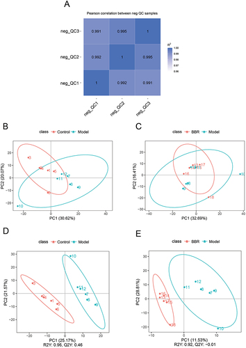 Figure 4 Metabolomics analysis of gastric tissues from different groups. (A) QC correlations of the three compared groups. (B and C) PCA score plots of Model vs Control. and BBR vs Model. (D and E) PLS-DA score plots of Model vs Control and BBR vs Model.