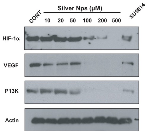 Figure 5 Dose-dependent effect of silver NPs and effect of SU5614 on PI3K, HIF-1α, and VEGF levels in HUVECs. Expression of PI3K, HIF-1α, or VEGF protein was examined by immunoblot analysis. Starved cells were treated with 10, 20, 50, 100, 200, or 500 μM silver NPs or SU5614 for 48 hours. Blots were stripped and reprobed for actin as a loading contol.Abbreviations: CONT, control; HIF, hypoxia-inducible factor; NP, nanoparticle; PI3K, phosphatidylinositol-3 kinase; VEGF, vascular endothelial growth factor.
