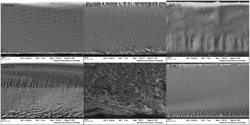 Figure 5. SEM images of cross-sections of the kefiran WPU and kefiranWPU films.
