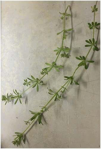 Figure 1. Picture of the collected sample of Galium spurium. Note: The picture is self-taken, the sample is collected from the Fourth Canteen of the Hunan University of Arts and Sciences, Changde, Hunan Province, China (29°03'08.68″N, 111°39'47.46″E, 33m)