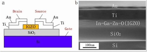 Figure 1 (A) 2D schematic of the sample, with the channel as an In-Ga-Zn-O (IGZO) semiconductor. (B) SEM of the cross-section of IGZO transistors, with Si as the bottom gate, SiO2 as the dielectric layer, IGZO as the semiconductor channel layer, and Au/Ti as the top metal electrode layer.