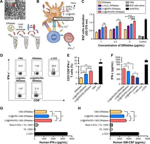 Figure 3 Nanoparticles combined with DRibbles loaded DCs induce tumor-specific T cell response.Notes: (A) Surface morphology of DRibbles by SEM and shown spherical structures and smooth surfaces. (B) Pattern diagram of LV@HPA/PEI combined with DRibbles. (C) DRibbles (1, 2.5, and 5 μg/mL) was taken from PancO2-OVA cell line and then combined with 10 μg/mL nanoparticles, cross-presentation was determined by CPRG assay. (D, E) Splenocytes derived from PancO2 tumor-bearing mouse, and T cells were re-stimulated by different DC vaccines. Intracellular IFN-γ staining of T cells were detected by flow cytometry. (F) Amount of IFN-γ released from splenocytes from vaccinated mice after re-stimulating with PancO2 tumor cells. Mutz-3 DCs were loaded with different nano-adjuvants for 6 hours and then incubated with TIL 1383I for 24 hours. (G) Effect of 1383 DRibbles on the cytokines of IFN-γ. (H) Effect of 1383 DRibbles on the cytokines of GM-CSF was determined by ELISA. Data represent the mean and standard error of the mean from three mice per group. Independent experiments were performed three times. The data are presented as the mean ± SD. ns, P>0.05; *P<0.05; **P<0.01; ***P<0.001; ****P<0.0001.Abbreviations: 1383 DRibbles, DRibbles from Melanoma1383; CTLs, cytotoxic lymphocyte cells; DRiPs, defective ribosomal products; ELISA, enzyme-linked immunosorbent assay; IFN-γ, interferon-γ; LV@HPA, aluminum hydroxide@heparanase; MHC-I, major histocompatibility complex I; PEI, polyethyleneimine; SEM, scanning electron microscopy; SLiPs, short-lived proteins; TAAs, tumor-associated antigens; TCR, T cell receptor; TIL 1383I, T cells with transferred 1383i antigen-specific TCR; DCs, dendritic cells; GM-CSF, granulocyte-macrophage colony-stimulating factor; CPRG, chlorophenol red-β-D-galactopyranoside.