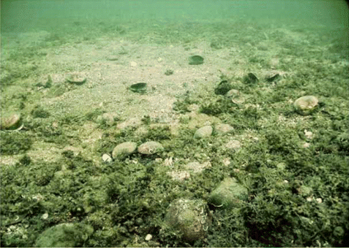 Figure 2  Sea bed off southwestern Otata Island, 7 m, with contrasting T. laticostata/rhodolith and gravel habitats.