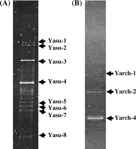 Fig. 1. DGGE profiles of the V3 variable region of bacterial (A) and archaeal (B) 16S rRNA genes from the ARD sample of the Yasumi-Ishi tunnel.Note: Bands with a name were identified by sequencing and sequence comparison. Results of the identification are summarized in Table Table 2. BLAST results of the bacterial 16S rRNA gene sequences from the ARD of Yasumi-Ishi tunnel.Download CSVDisplay Table2.