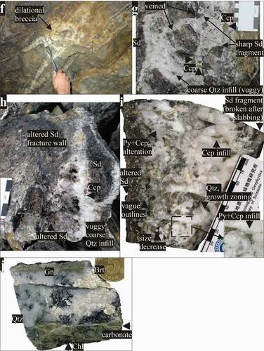 Figure 4. (Continued). (f) An underground exposure of dilational breccia (photographed in 2009), (g) Broken ore sample of a breccia vein style. Note the sharp siderite fragments which are veined by quartz, (h) Breccia vein from the ore stockpiled at Shicheng. Brecciated siderite fragments are held together by vuggy coarse crystalline quartz, (i) Polished slab of a breccia vein. Comb-like quartz with pyrite-chalcopyrite infill. Pyrite and chalcopyrite preferentially attack the siderite component everywhere, (j) Polished slab from a paragenetically-later vein. Galena and barite have infilled pre-existing open spaces. Greenish wall rock alteration is mainly due to the existence of chlorite. Abbreviations: Sd = siderite; Qtz = quartz; Ccp = chalcopyrite; Py = pyrite; Brt = barite; Gn = galena