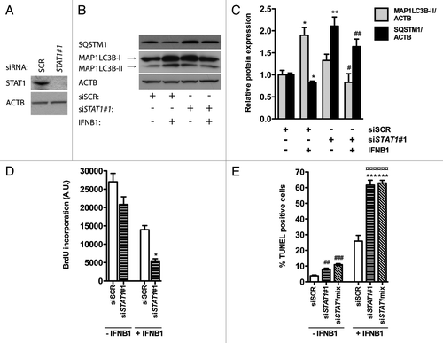 Figure 9. STAT1 was a positive regulator of IFNB1-induced autophagy. (A) Knockdown efficiency of STAT1. MCF-7 eGFP-MAP1LC3B cells were cultured for 24 h and transfected the next day with siRNAs targeting STAT1. SCR siRNA was used as a nonsilencing control. Seventy-two hours post-transfection cells were lysed and western blot analysis performed with antibodies against STAT1 and ACTB. (B) Silencing of STAT1 reduces IFNB1-induced autophagy. MCF-7 eGFP-MAP1LC3B cells were cultured and transfected as in (A). Forty-eight hours post-transfection control medium or 1000 U/ml IFNB1 was added for additional 24 h before cell lysis. Western blot analysis was performed with antibodies against SQSTM1, MAP1LC3B and ACTB. (C) Quantification of band intensities in (B). Data represent mean and SEM of three independent experiments. Statistical analysis was performed using Student’s t-test, *p < 0.05 or **p < 0.01 relative to SCR transfected samples in the absence of IFNB1; #p < 0.05 or ##p < 0.01 relative to SCR transfected samples in the presence of IFNB1. (D) STAT1-dependent autophagy did not affect IFNB1’s antiproliferative capacity. MCF-7 eGFP-MAP1LC3B cells were cultured and transfected as in (B), and 48 h post-transfection control medium or 1000 U/ml IFNB1 was added for additional 48 h before cell proliferation was measured by BrdU incorporation. Data represent mean and SEM of three independent experiments, each obtained from an average of three replicates. Statistical analysis was performed using Student’s paired t-test comparing SCR and STAT1 siRNA transfected samples, *p < 0.05 in the presence of IFNB1. Note the lack of a significant interaction between IFNB1 treatment and STAT1 siRNA silencing using two-way repeated measures ANOVA. (E) STAT1-dependent autophagy counteracted IFNB1’s proapoptotic function. MCF-7 eGFP-MAP1LC3B cells were cultured, transfected and treated as in (D) but stained for DNA fragmentation with a TUNEL assay. Data represent mean and SEM of four replicates and are representative of two independent experiments. Statistical analysis was performed using one-way ANOVA followed by Dunett’s post test against the SCR transfected sample, ##p < 0.01 and ###p < 0.001 in the absence of IFNB1, while ***p < 0.01 in the presence of IFNB1. ¤¤¤p < 0.001 indicates significant interaction between IFNB1 treatment and STAT1 silencing using two-way ANOVA. Significant interaction suggests a relatively larger effect of autophagy on the amount of TUNEL-positive cells in IFNB1-treated samples when compared with control-treated samples.