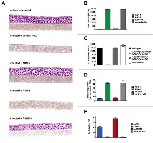 Figure 7. ASN100 prevents Hla-mediated tissue damage in a human 3D lung tissue infection model. EpiAirway™ tissues were infected with S. aureus TCH1516 at MOI 100 for 24 hours in the presence of control mAb, ASN-1, ASN-2 or ASN-100 (2 µM each). A: H&E staining of tissues. B: LDH release measured from basolateral compartment. C: LDH release measured with wild-type and gene deletion mutant TCH1516 strains in absence of mAbs. D: Relative increase in bacterial CFUs determined in the apical compartment. E: Viability of human neutrophils exposed to toxins produced in the control mAb sample in the presence of ASN-1, ASN-2 and ASN100 (1 µM each). Error bars indicate mean +/− SEM from duplicate measurements.