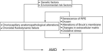 Figure 1 Main factors that may interact in the onset and development of age-related macular degeneration.