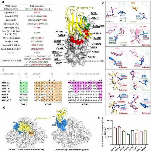 Figure 2. Crystal structure of NIH-CoVnb-112 in complex with SARS-CoV-2 RBD and effects of RBD mutations. (a) Diagram of RBD mutations within the circulating SARS-CoV-2 variants of concern. Mutations which are structurally predicted to promote, impair or have no discernible effect on NIH-CoVnb-112 binding are colored in green, red and gray, respectively. Mutations identified in the Omicron variant are underlined in the right structural diagram. (b) Composite model of RBD mutations in proximity to the epitope of NIH-CoVnb-112 with nanobody and prototype RBD colored as in Figure 1. RBD mutations in VOCs which could potentially disrupt the original interactions or impose steric hindrance to the nanobody-RBD interface are labeled as “adverse” (marked with dark-red boxes), those which may introduce additional contacts are labeled as “favored” (green boxes), and those which are predicted to have no effect are labeled as “neutral” (gray boxes). (c) CDRs Sequence alignments of NIH-CoVnb-112 with six structurally characterized RBD-binding nanobodies. The identical amino acids as compared to NIH-CoVnb-112 are shaded in colors as indicated in Figure 1a. The interface residues (BSA > 0 Å) as calculated by PISA are highlighted in bold. Residues involved in salt-bridges or H-bonds to the RBD are marked above the sequence with (+) for the side chain, (-) for the main chain and (±) for both. The KabatCitation19 scheme was used to number nanobody amino acid residues, with unique insertion residues indicated by letter. (d) RBD-based superimposition of the NIH-CoVnb-112-RBD complexes with SARS-CoV-2 spike in a closed (PDB: 6VXX)Citation20 or one-RBD-up state (PDB: 6VSB).Citation21 The nanobody is shown as yellow ribbons and the RBD domain is colored in blue with the nanobody epitope highlighted in yellow. The potential clashes of nanobody with the adjacent RBD of the closed spike trimer is shown in the left panel. (e) Comparisons between the RBD total buried surface areas (BSAs) of NIH-CoVnb-112, ACE2 and six published RBD-directed nanobodies. Plot of the individual BSA values, with the mean value represented by bar graph, of the equivalent copies presented in the asymmetric unit.