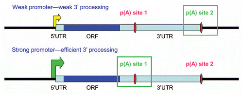 Figure 1 Transcriptional activation and poly(A) site use. In many mRNAs containing multiple poly(A) sites, promoter-proximal sites are weaker than distal ones. Weakly transcribed genes, or genes on which transcription and 3′ processing are poorly coupled, will tend to polyadenylate less efficiently, leading to preferential use of distal poly(A) sites. This will result in long 3′ UTRs containing repressive sites, thus lowering protein expression. In contrast, strong transcriptional activation and the resulting enhanced 3′ processing efficiency will lead to use of proximal poly(A) sites, shorter 3′ UTRS and increased protein expression.