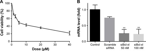 Figure 8 (A) Anti-cancer abilities of free XY-4 on B16 cells; (B) mRNA level of Bcl-xl was obviously reduced by both two concentration of cationic liposome delivered Bcl-xl siRNA (**p<0.05).