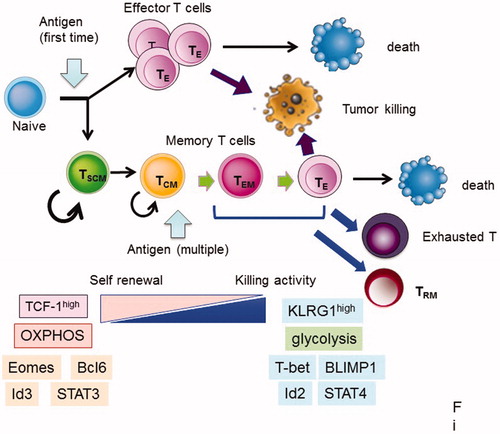 Figure 1. Fate of CD8+ T cells after antigen stimulation. After naïve T cells are activated by the corresponding antigens, they become effector T (TE) cells and die after attack to tumor cells or infected cells. Part of the activated T cells became memory T cells. Memory T cells further differentiated into several subsets after re-stimulation, as follows: stem cell memory (TSCM), central memory T (TCM), effector memory T (TEM) cells, and resident memory T (TRM) cells. TRM stay at local sites to respond immediately to secondary infection. TSCM and TCM cells have a high potential for self-renewal and produce TEM and TE cells after re-stimulation, while killing activity for target cells is high in TEM and TE cells compared with TSCM and TCM cells. TEM, TE, and TRM cells have a limited potential for population expansion, and tend to become terminally differentiated and subsequently die or exhausted (Figure 1). Genes, markers, and metabolism are listed in this figure, and they are characteristic in early and late memory status.