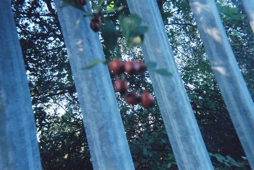 Figure 5: Metal railings with berries pushing through. Photographer: Amanda, office worker.