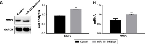 Figure 4 miR-411 can inhibit the metastasis of bladder cancer cells.