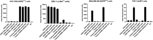 Figure 4. Binding of the parental IgG-VHH constructs to tumor cell lines. Cells were incubated with 100 nM IgG-VHH construct and binding was detected using a fluorescently labeled detection antibody. Cells were analyzed via flow cytometry, and the normalized mean fluorescence signal of three biological replicates was plotted for each construct.