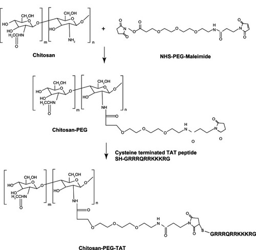 Figure 1 Synthesis of chitosan-g-polyethylene glycol (PEG)-trans-activated transcription (TAT) polymer.Abbreviation: NHS, N-Hydroxysuccinimide.