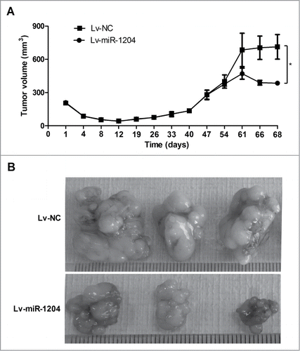 Figure 5. MiR-1204 sensitizes CNE-1/Taxol cells to paclitaxel in vivo. BALB/C nude mice were subcutaneously inoculated with CNE-1/Taxol cells with overexpressed miR-1204 (Lv-miR-1204, n=5 ) and negative controls (Lv-miR-NC, n=5 ), respectively. After 61 days, paclitaxel (10 mg kg-1) was then intravenously injected into mice once a day for 5 d (A) Tumor volume (mm3) was calculated every 4 d (B) Two days after complete paclitaxel treatments, all mice were euthanized and the tumors were excised and imaged under a light microscope. (*P value < 0.05).