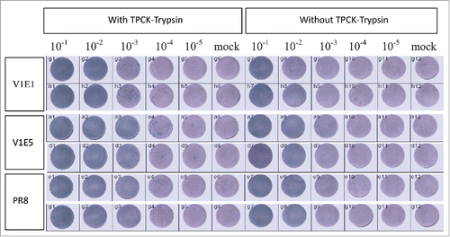 Figure 3. Replication of reassortant viruses in MDCK cells with or without TPCK-trypsin. V1E1: RG-17SF003V1E1 with initial growth in Vero cells followed by 1 passage in eggs; V1E5: RG-17SF003V1E5 with initial growth in Vero cells followed by 5 passages in eggs; PR8: A/Puerto Rico/8/34 generated by RG. The original viruses were diluted from 10−1to 10−5 and each diluted viruses were inoculated in MDCK cells. Mock cells were inoculated with PBS.