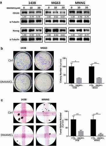 Figure 7. DMAMCL decreases stemness of OS stem cell. (a) The expressions of CD133 and Nanog in three OS cell lines (143B, MG63, and MNNG) were detected by Western Blotting after 24-h treatment with DMAMCL (10 and 20 μM). (b) The Colony formation assay was performed for 143B and MG63 cells treated with DMAMCL (5 μM). Respective images were shown (left panel), and statistical analysis was done using Image J software (right panel). * P < 0.05, ** P < 0.01 DMAMCL (+) vs. control. (c) The Sphere formation assay was performed for 143B and MNNG cells treated with DMAMCL (10 μM). Respective images were shown (left panel), and statistical analysis was done using Image J software (right panel). ** P < 0.01 DMAMCL (+) vs. control