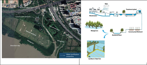Figure 2. The whole chain of biological and engineering measures of environmental remediation projects. Aerial view (left), Drawn illustration (right). Photographer: Tian-Zhu Ning & Ke Liu.