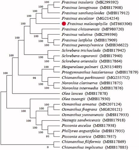 Figure 1. The maximum likelihood phylogenetic tree constructed from 28 species chloroplast genomes. The numbers at each node indicate bootstrap support.